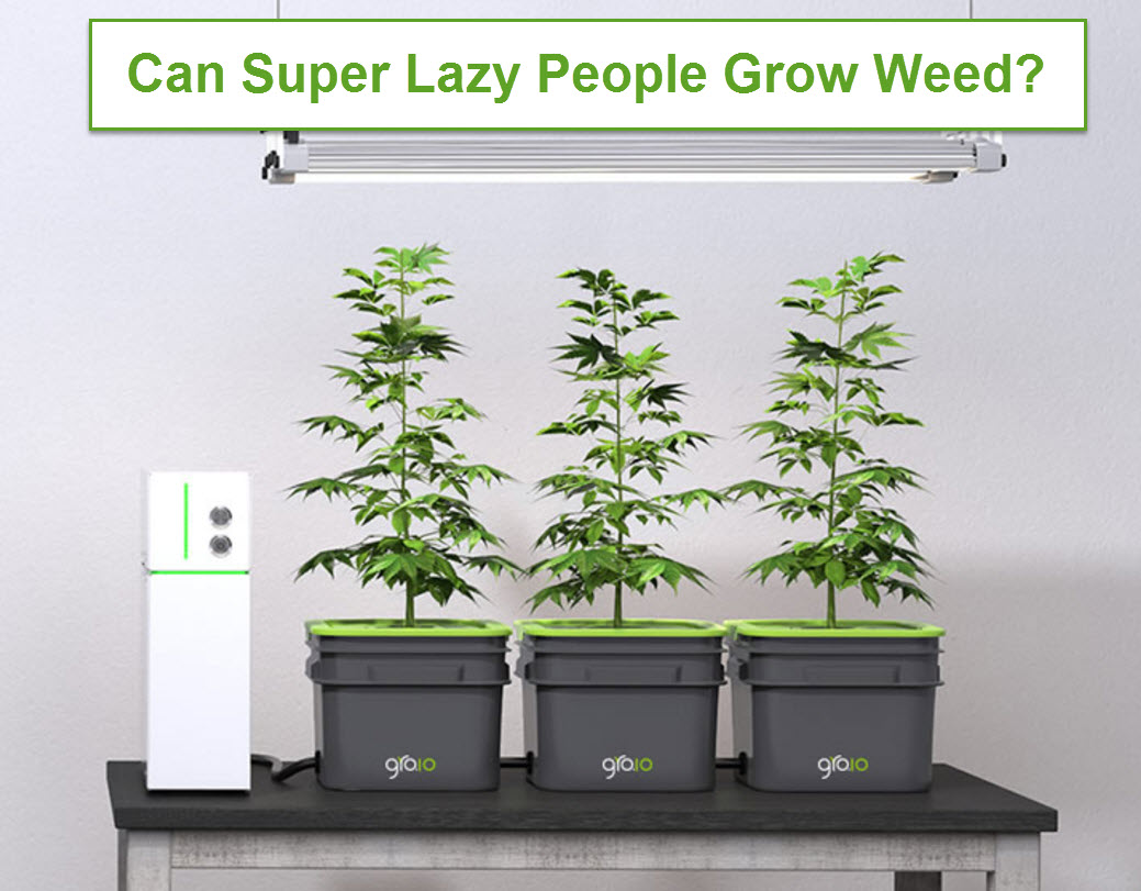 Can Even Super Lazy People Grow Weed