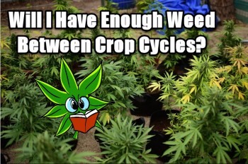 Will I Have Enough Weed Between Crop Cycles?