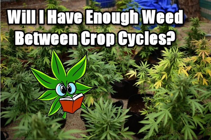 crop out cannabis cycle