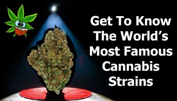 Get To Know The World’s Most Famous Cannabis Strains