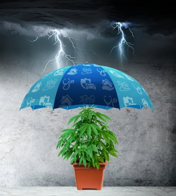 Weed Insurance - Yes, It Is Going to Be a Very Big Thing!