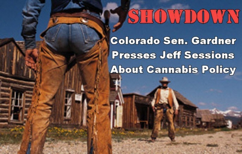 cannabis showdown
