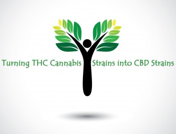 Turning THC Dominant Cannabis Strains into CBD Strains