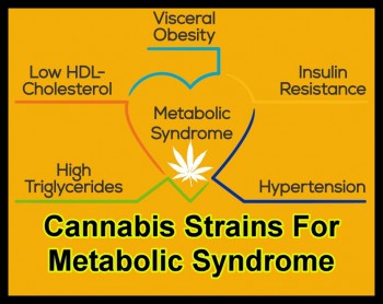 Cannabis Strains For Metabolic Syndrome