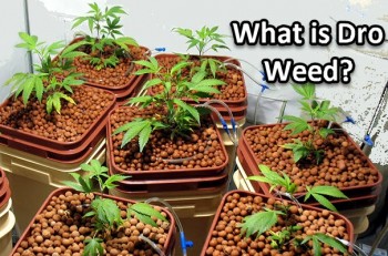 What is Dro Weed?
