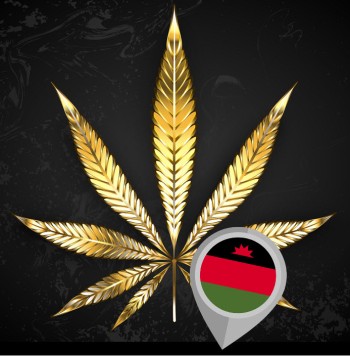 Malawi Gold - The Gold Standard Strain for Sativa Lovers?