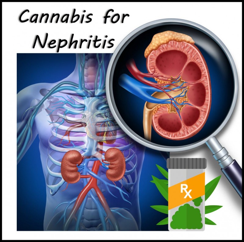 cannabis for nephritis