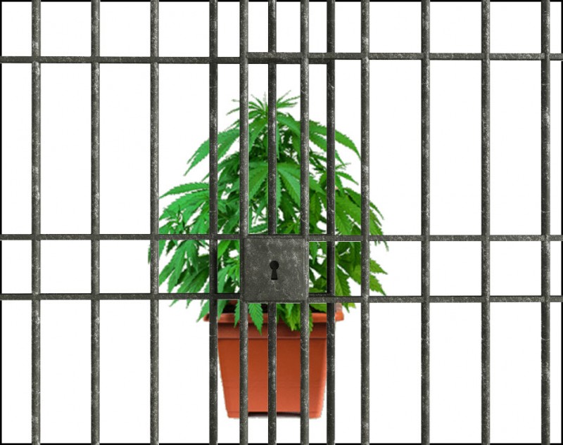 Medical marijuana for jail inmates