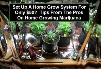 Growing Marijuana At Home For Only $50?