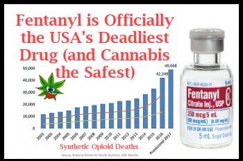 Fentanyl Is Officially The USA’s Deadliest Drug (And Cannabis The Safest)