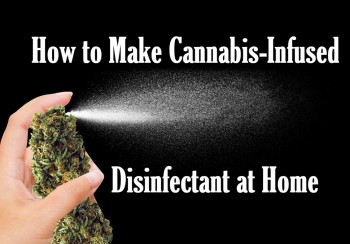 How to Make Cannabis-Infused Disinfectant at Home (Step-by-Step Guide)