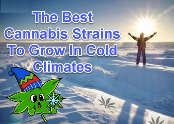 The Best Cannabis Strains To Grow In Cold Climates