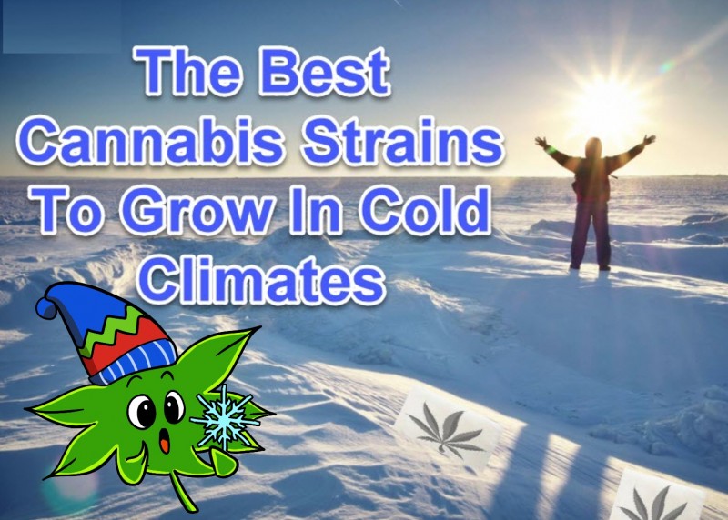 cannabis strains for cold weather