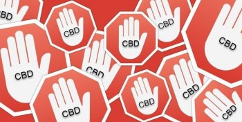 Does CBD Counteract THC's Psychoactive Effects? (Does CBD Make You Less High?)