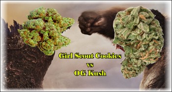 The Legendary Battle - GSC (Girl Scout Cookies) vs. OG Kush