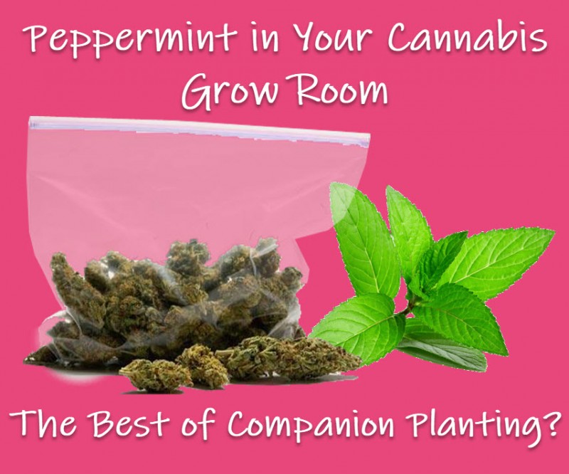 Peppermint cannabis grow planting