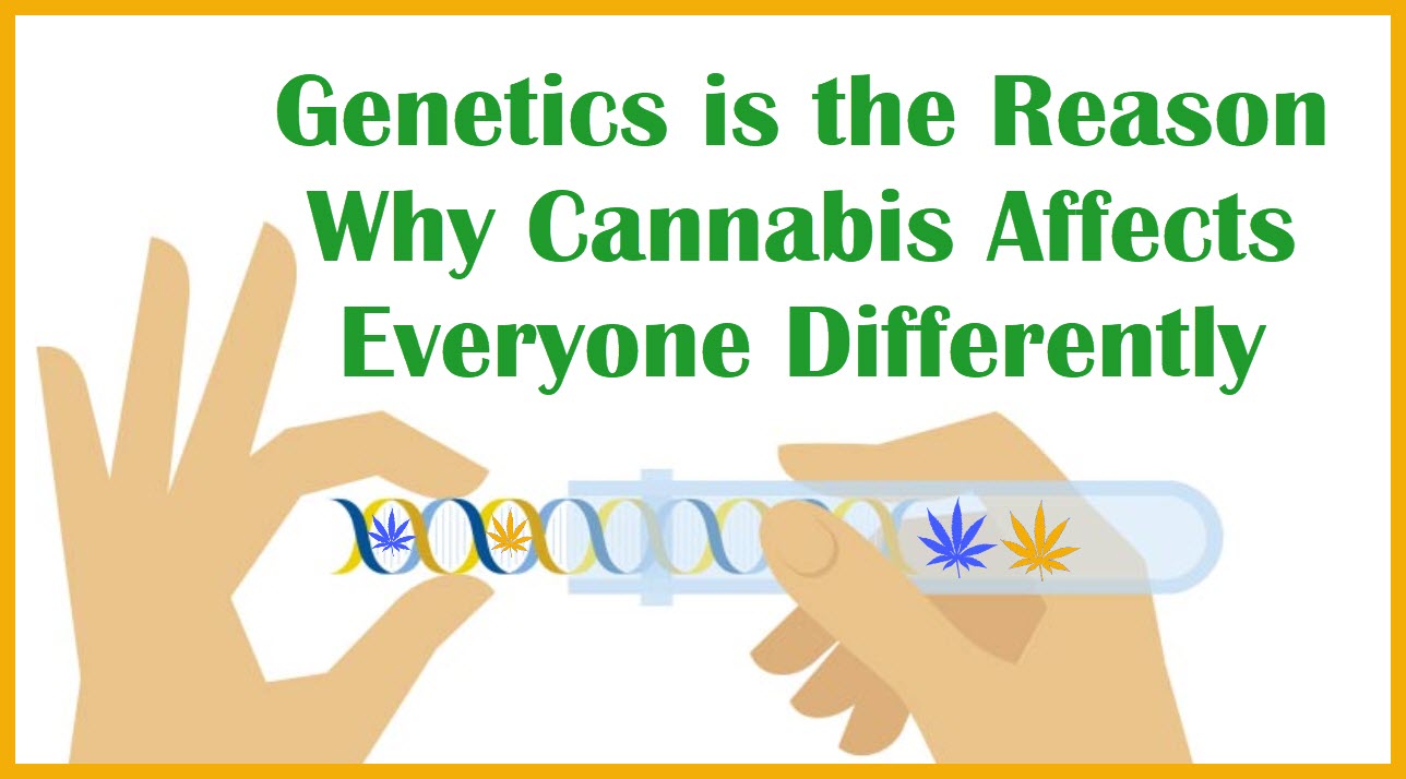 Genetics Is The Reason Why Cannabis Affects Everyone Differently