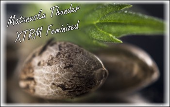 Why is Matanuska Thunder XTRM Feminized the New Hot Strain for Cannabis Growers?