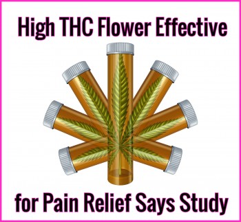 High THC Flower Effective for Pain Relief Says Study