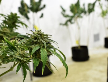 Can You Grow Different Cannabis Strains in the Same Grow Room?