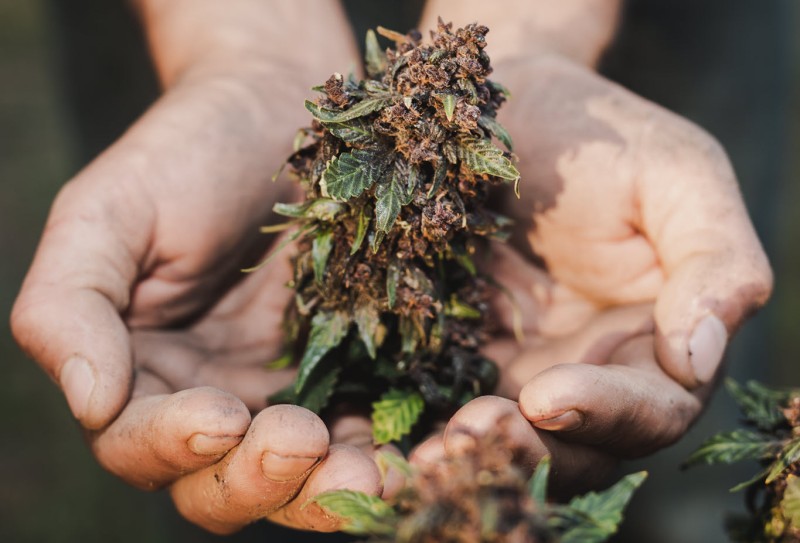 the top cannabis seeds in 2022