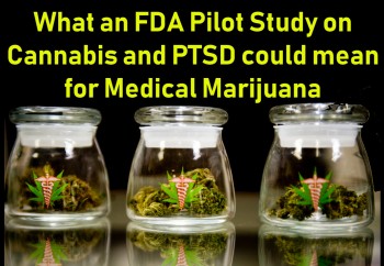 What an FDA Pilot Study on Cannabis and PTSD could mean for Medical Marijuana