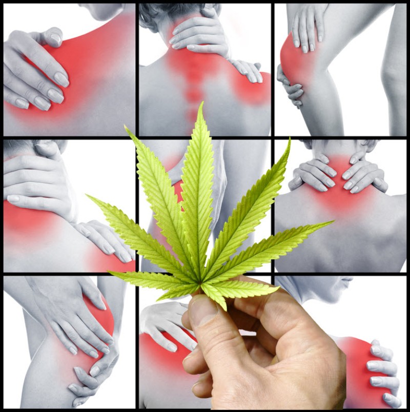 chronic pain and cannabis therapy