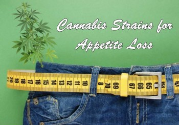 Top 5 Cannabis Strains For Appetite Loss