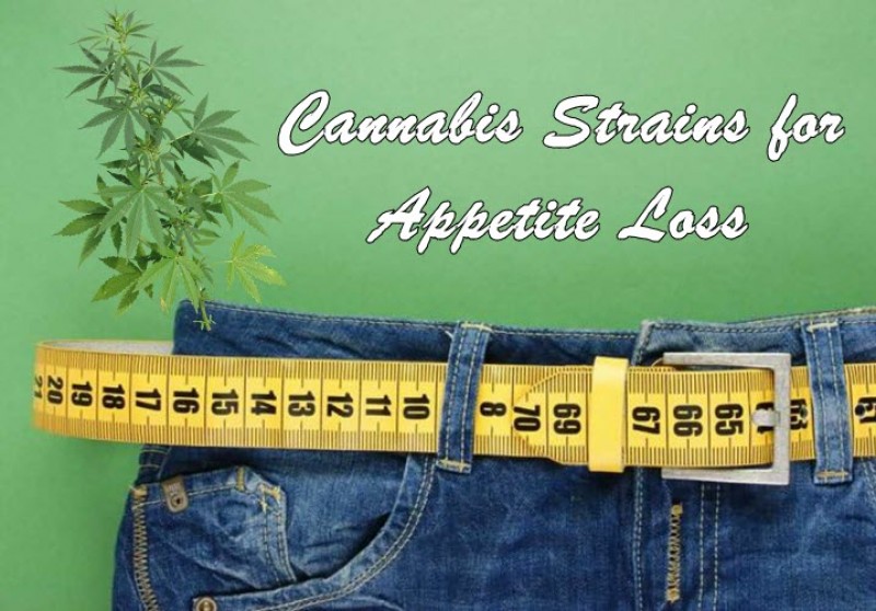 cannabis for appetite loss