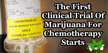 The First Clinical Trial Of Marijuana For Chemotherapy Starts