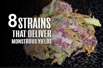 Top Highest Yielding Cannabis Strains