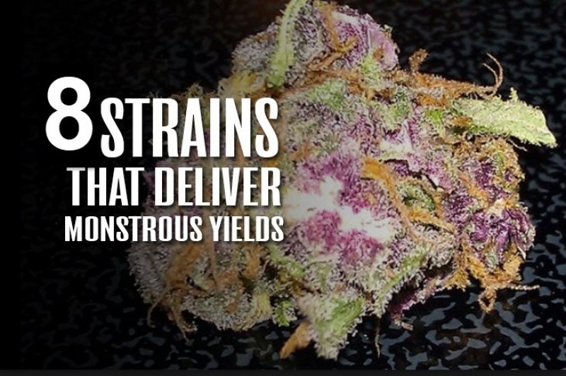 high yield strains