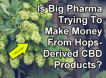 Is Big Pharma Trying To Make Money From Hops-Derived CBD Products?
