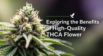 Exploring the Benefits of High-Quality THCA Flower