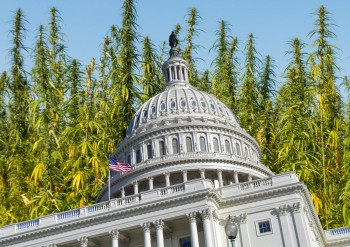 The Government Wants to Kill the US Weed Industry - The Battle Behind the 'Hemp Gets You High' Loopholes