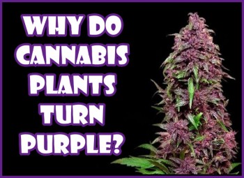 Why Do Cannabis Plants Turn Purple?
