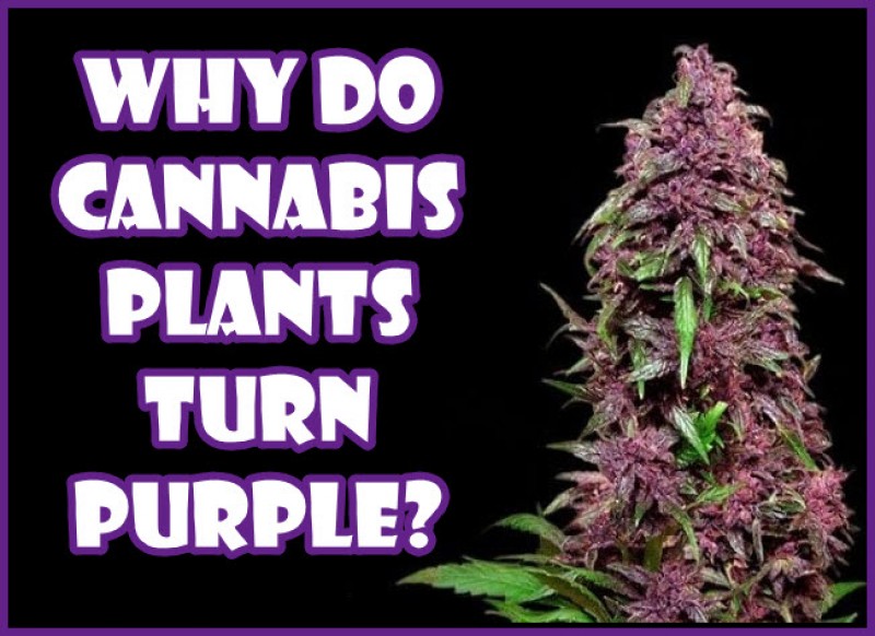 purple cannabis plants