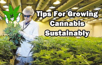 Tips For Growing Cannabis Sustainably