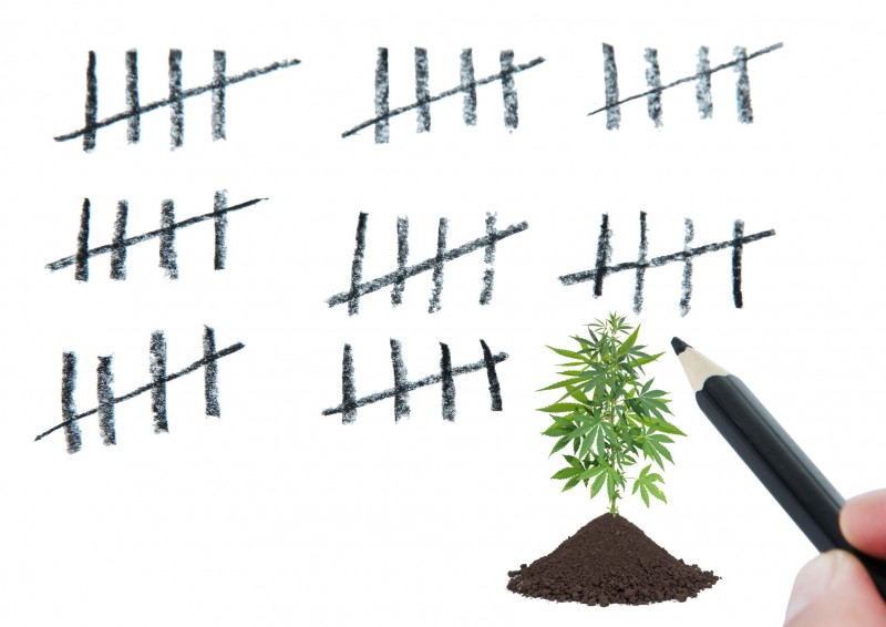how many cannabis plants can you grow