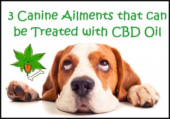 3 Canine Ailments that can be Treated with CBD Oil