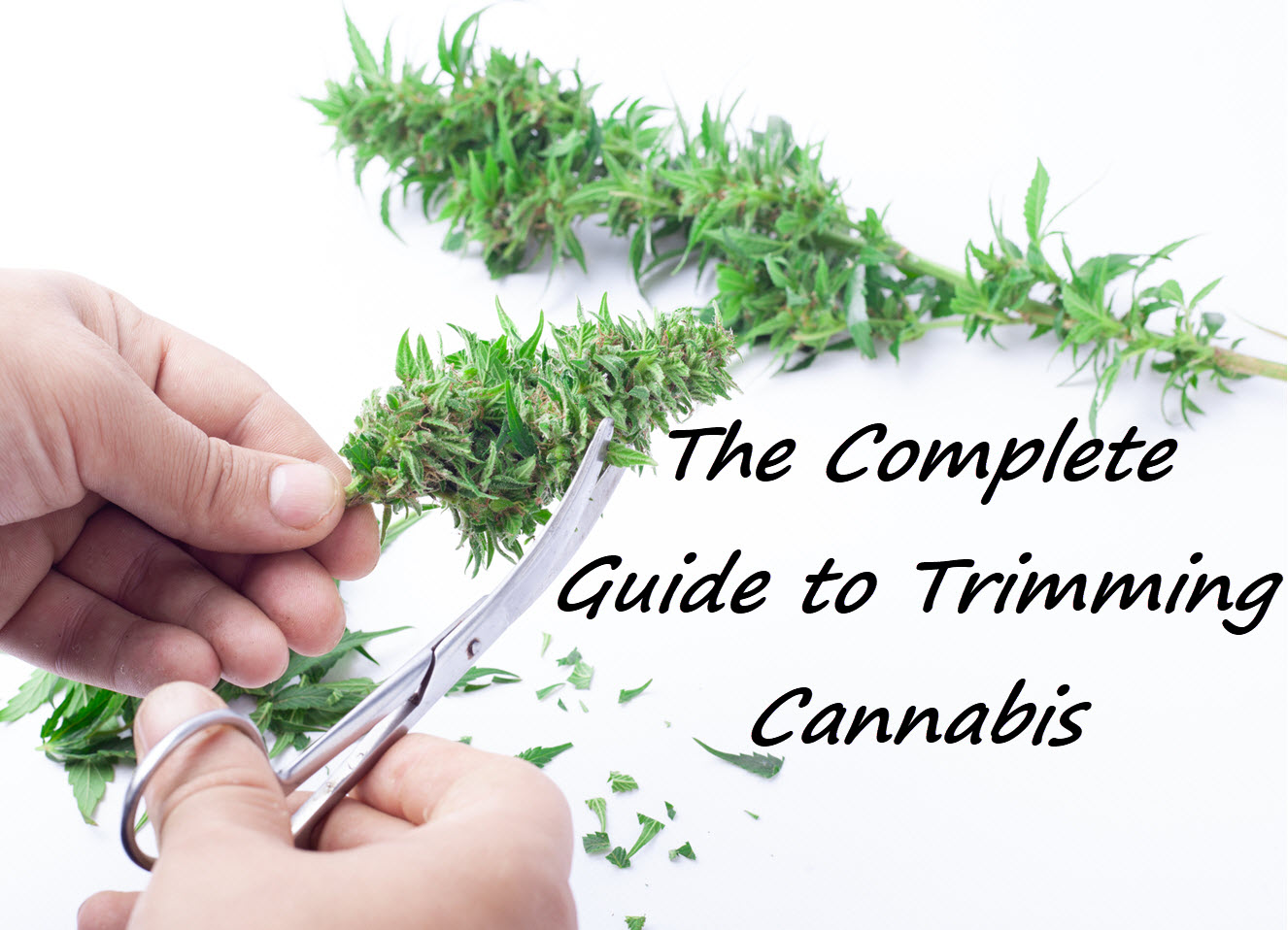 A Helpful Guide on How to Trim Weed the Right Way