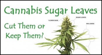 What are Cannabis Sugar Leaves and Do You Cut Them or Keep Them?
