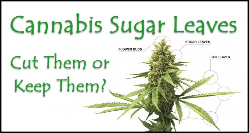 marijuana sugar leaves