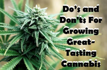 Do’s and Don'ts For Growing Great-Tasting Cannabis