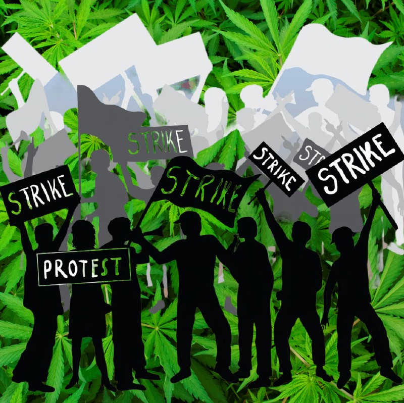auw workers strike cannabis discount