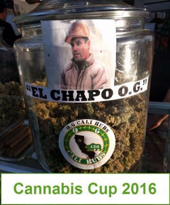 Cannabis Cup 2016, Get The Inside Views