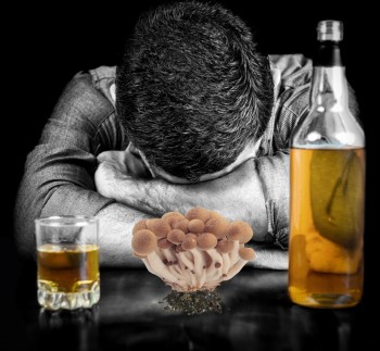 A Dose of Mushrooms to End Alcoholism? - University of Iowa Studying Psychedelics for Alcohol-Based Disorders