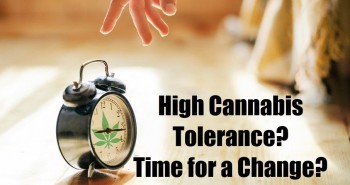 What To Do If Your Cannabis Tolerance Is Too High
