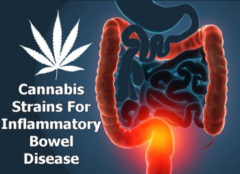 Cannabis Strains For Inflammatory Bowel Disease