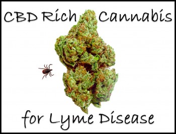 Lyme Disease - Is CBD Rich Cannabis the Solution?